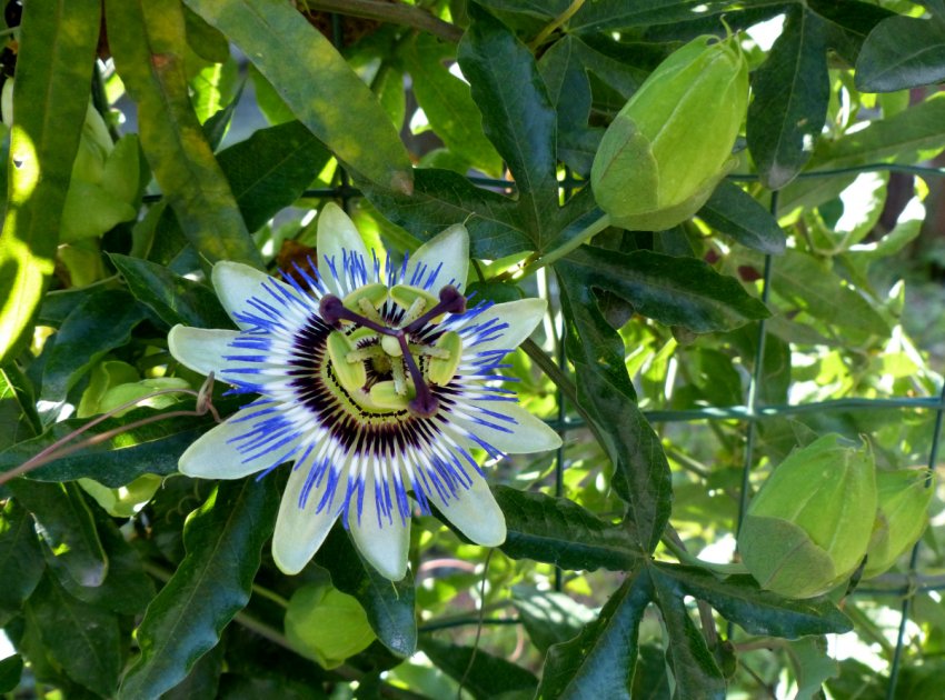 На китайський ринок вийшла унікальна золота маракуйя На китайський ринок вийшла унікальна золота маракуйя