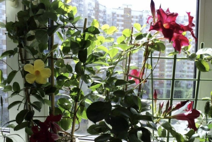 Опори для дипладении Опори для дипладении