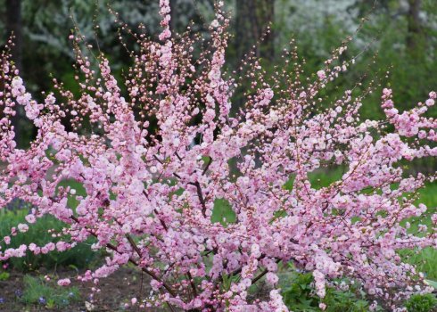 Особливості мигдалю Рожева піна