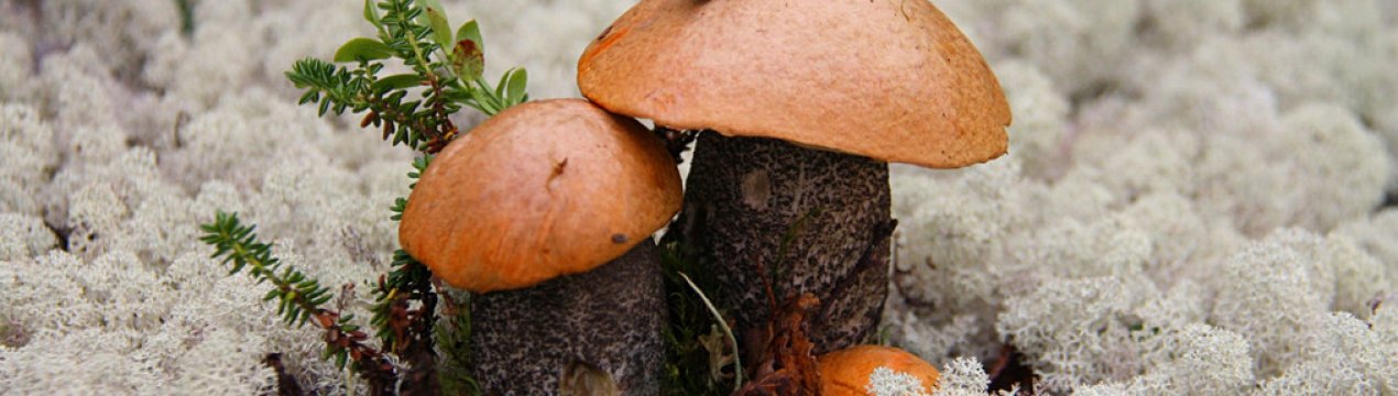 Способи засолювання підосичників