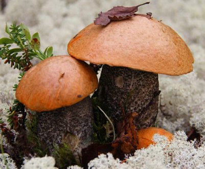 Способи засолювання підосичників