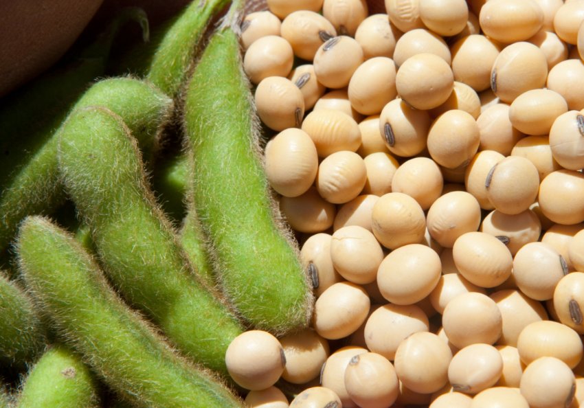 Україна скоротила виробництво сої Україна скоротила виробництво сої