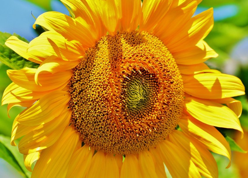 Україна скоротила виробництво сої Україна скоротила виробництво сої