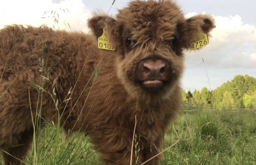 Теля хайленд Теля хайленд