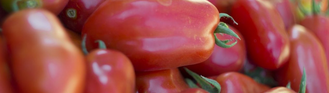 Помідори «Ракета»: характеристика, особливості вирощування