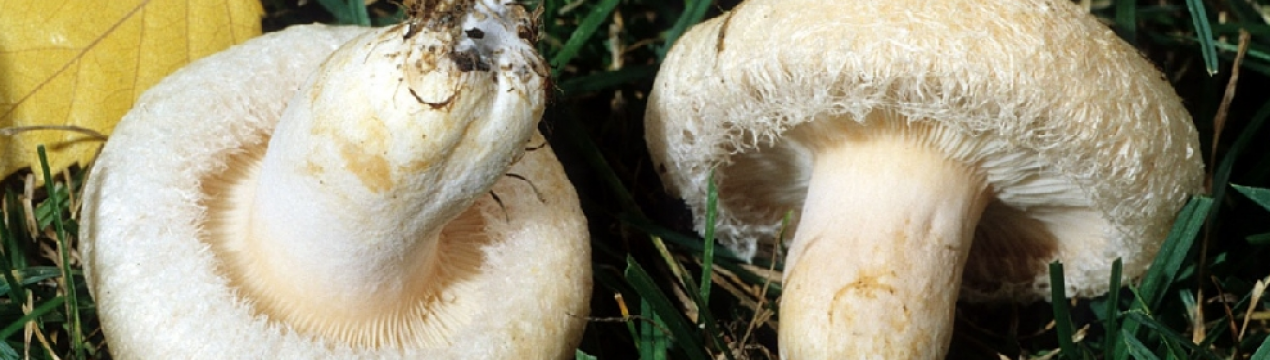 Опис грибів білани та особливості їх застосування