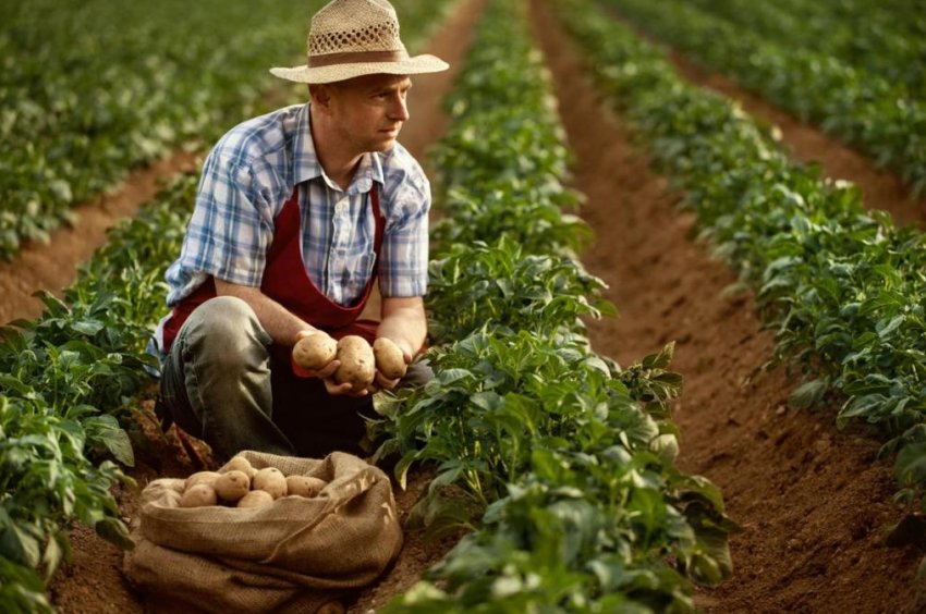 Українські фермери зможуть скаржитися на рейдерів онлайн