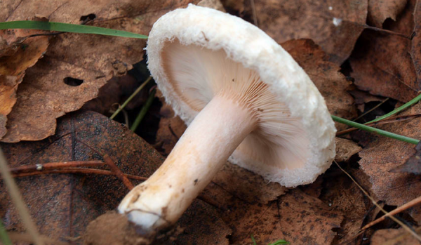 белянки грибы фото