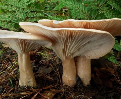 Опис і особливості застосування гриба говорушка подогнутая