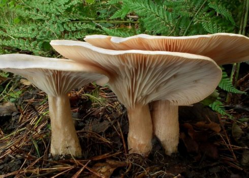 Опис і особливості застосування гриба говорушка подогнутая