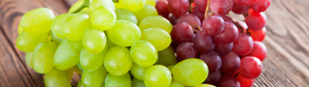 «Літня школа виноградаря» пройшла в Одеській області