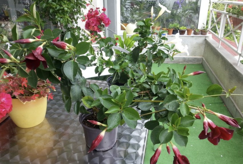 Дипладения Дипладения