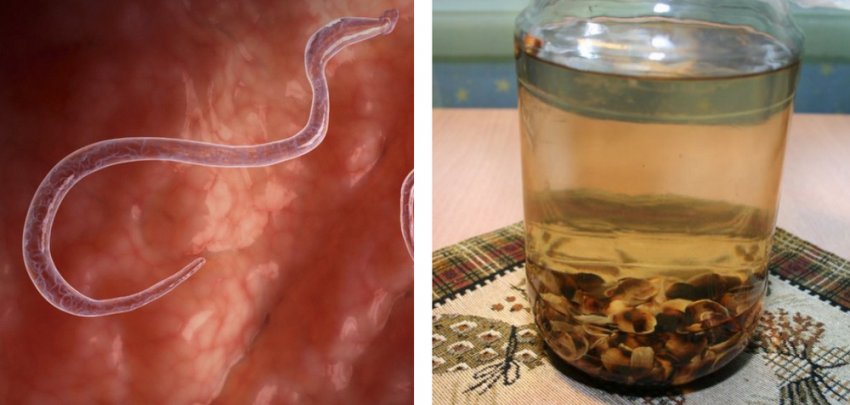 Настоянка проти глистів