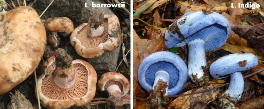 Полезные грибы из рода Lactarius