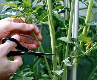 Пасинкують чи низькорослі помідори?