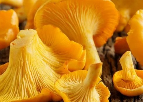 Користь і шкода лисичок при грудному вигодовуванні