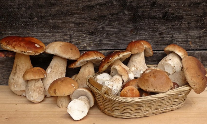 Білі гриби Білі гриби