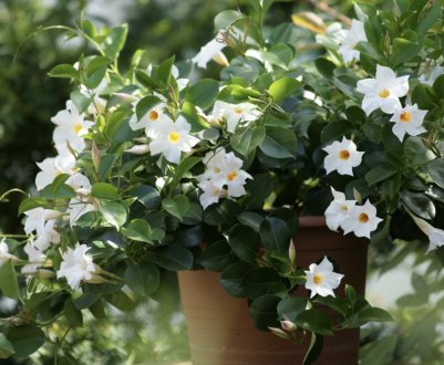 Як доглядати за дипладенией в домашніх умовах