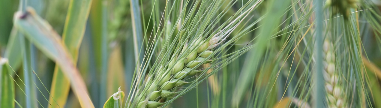 Українське фермерське господарство розробив оптимальну систему удобрення озимої пшениці