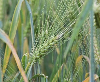 Українське фермерське господарство розробив оптимальну систему удобрення озимої пшениці