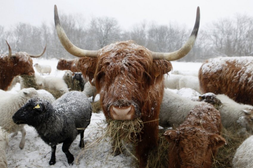 Порода хайленд у зимовий час Порода хайленд у зимовий час