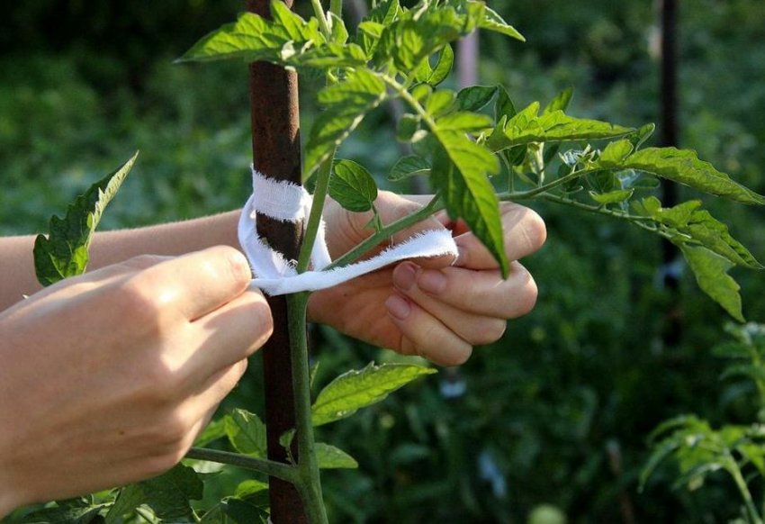 Підв'язування куща