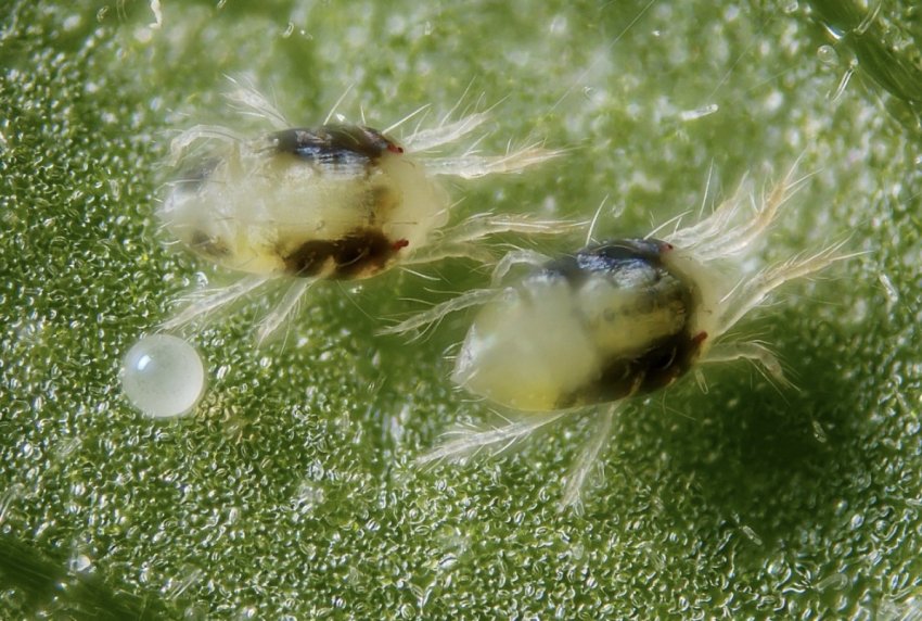 Павутинний кліщ Павутинний кліщ