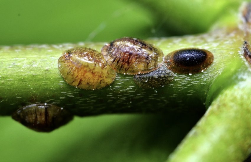 Борошнистий червець Борошнистий червець