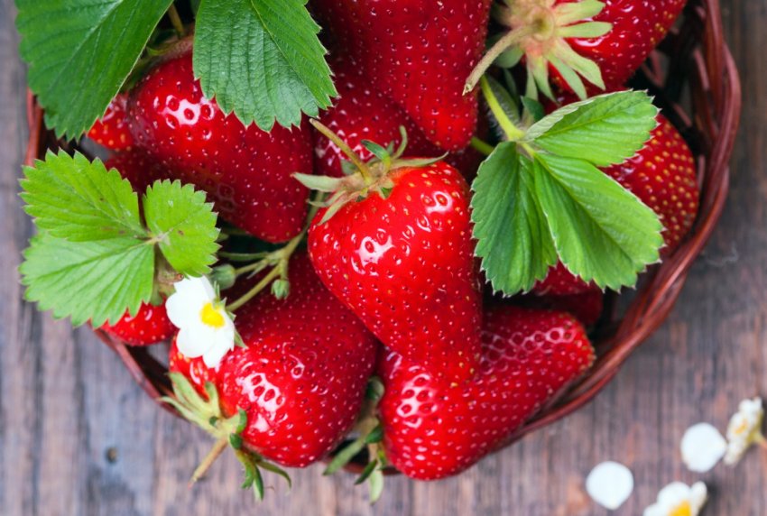 Вирощування полуниці в теплиці — потенційно зростаючий ринок для Росії