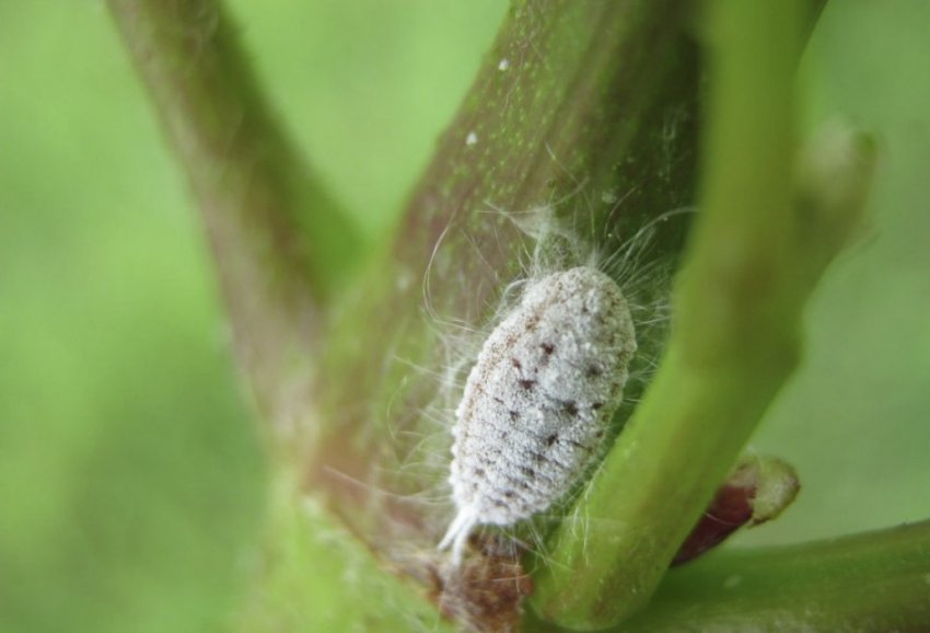 Щитівка Щитівка