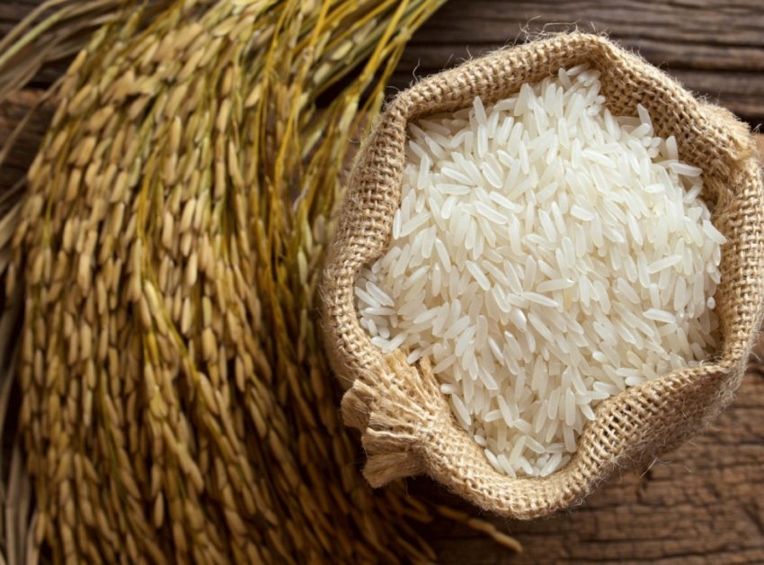 Рисівники Кубані чекають щедрого врожаю Рисівники Кубані чекають щедрого врожаю