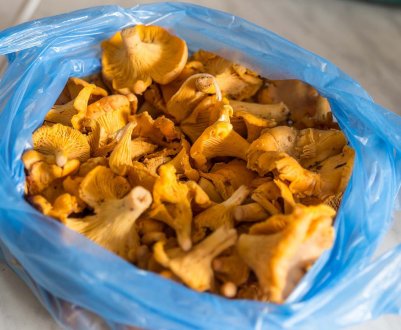 Симптоми отруєння грибами лисичками