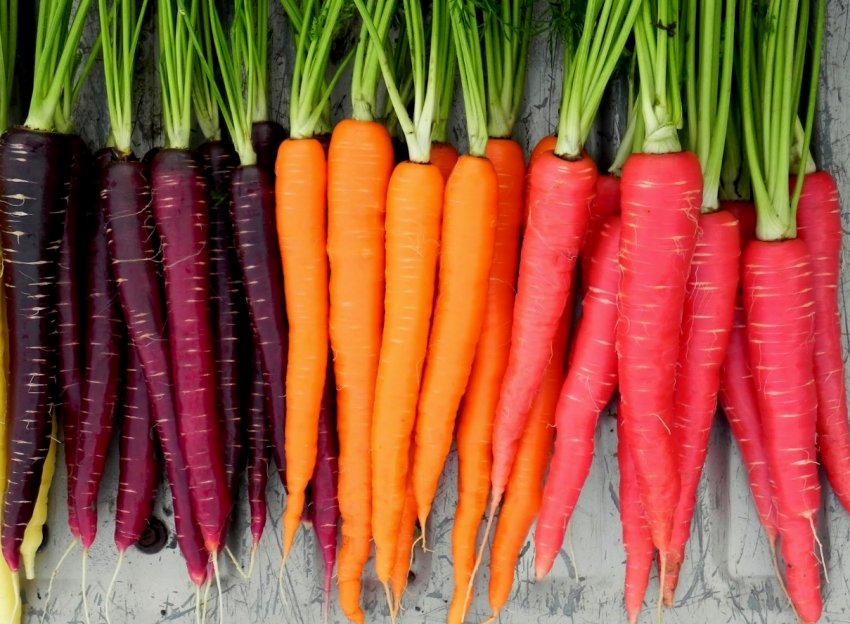 Подешевшала морква мало приваблює росіян