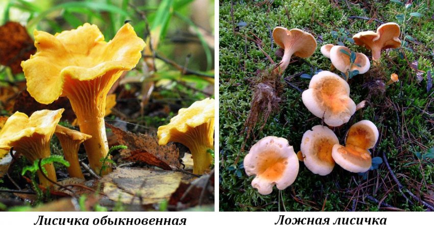 Как понять что лисички испортились. Смотреть фото Как понять что лисички испортились. Смотреть картинку Как понять что лисички испортились. Картинка про Как понять что лисички испортились. Фото Как понять что лисички испортились