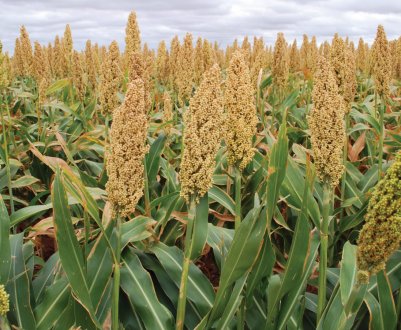 Тамбовські аграрії вирощують культуру, якою займаються лише 4 господарства Росії