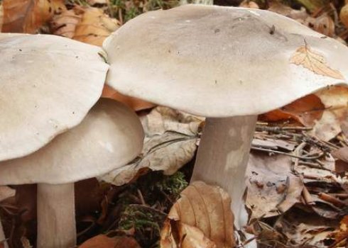 Опис і особливості застосування гриба говорушка сіра