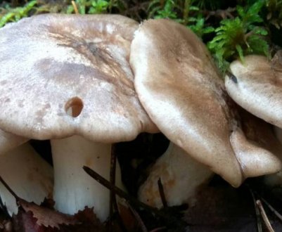 Опис і особливості застосування гриба рядовка скупчена