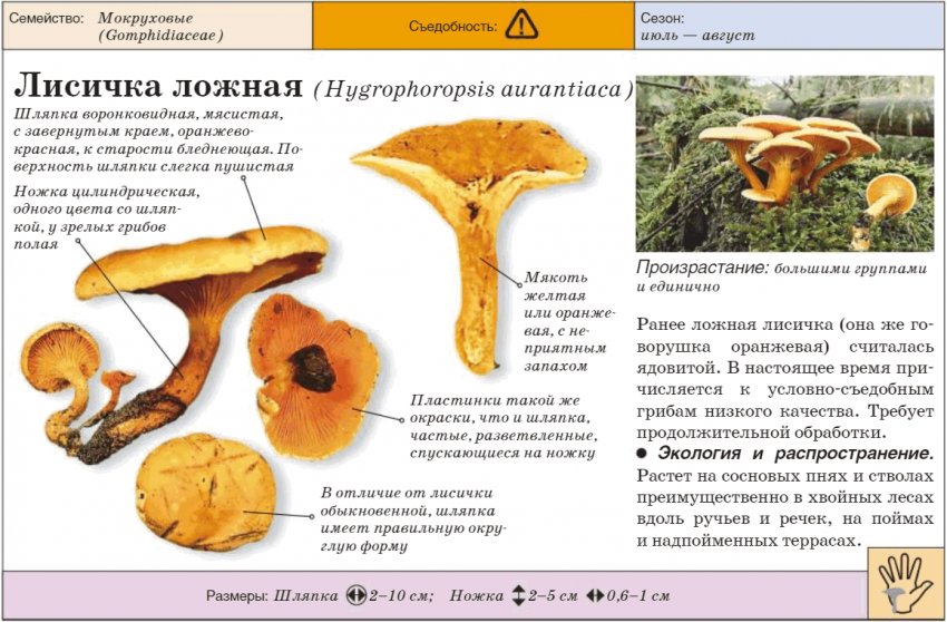 Как понять что лисички испортились. Смотреть фото Как понять что лисички испортились. Смотреть картинку Как понять что лисички испортились. Картинка про Как понять что лисички испортились. Фото Как понять что лисички испортились