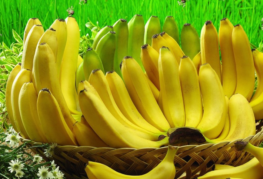 Глобальна зміна клімату шкодить виробництва бананів