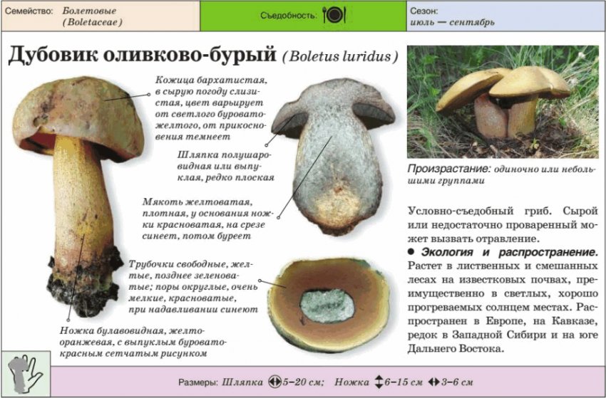 Характеристика дубовика оливково-бурого Характеристика дубовика оливково-бурого