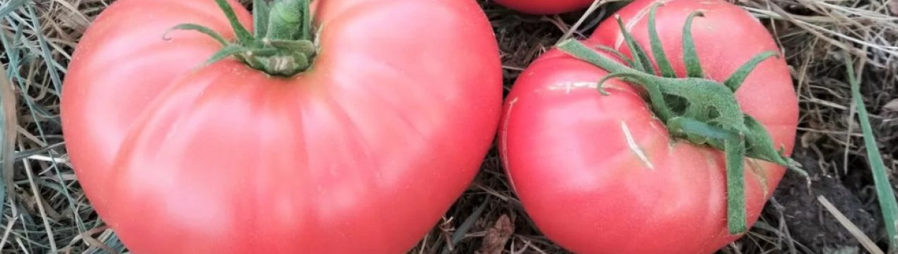 Помідори «Малиновий гігант»: опис, агротехніка вирощування