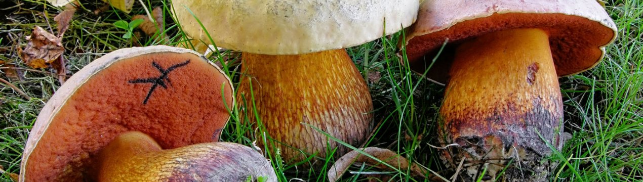 Дубовик оливково-бурий: зовнішній вигляд і будова, токсичність