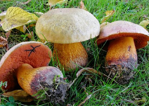 Дубовик оливково-бурий: зовнішній вигляд і будова, токсичність