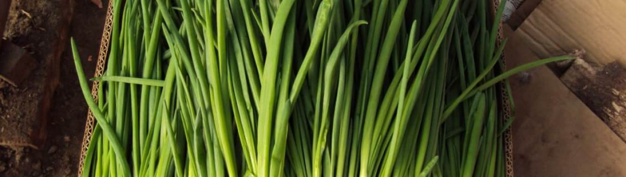 Рожеві мухи допомагають зберегти врожай канадських фермерів