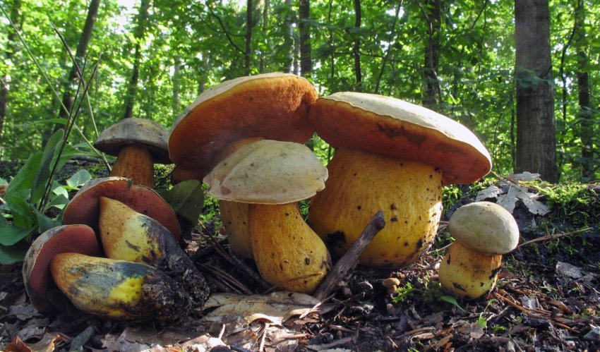 Дубовика оливково-бурий Дубовика оливково-бурий