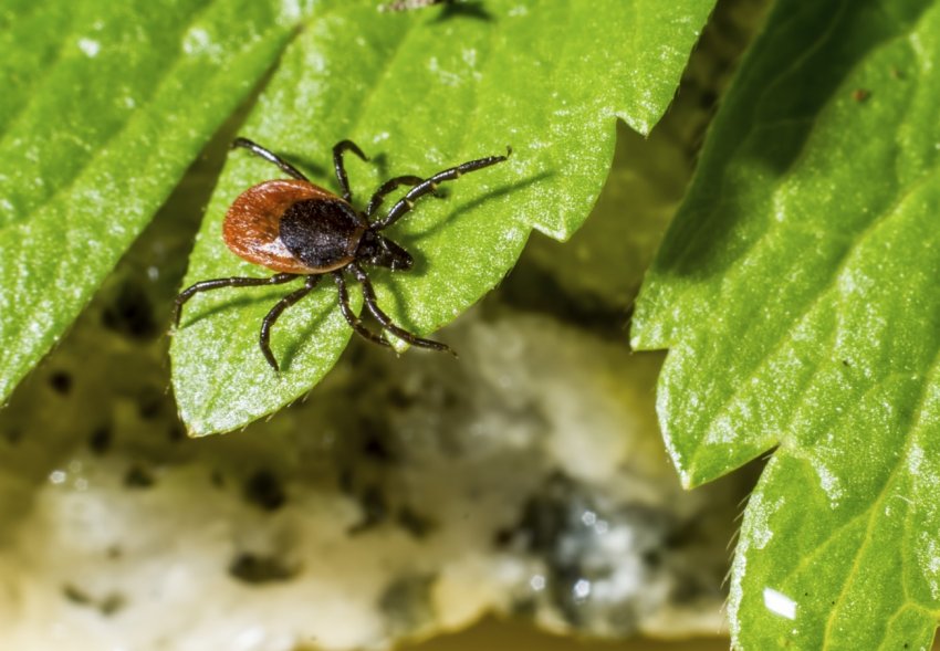 Anatis Bioprotection — ферма, де вирощують кліщів і ос Anatis Bioprotection — ферма, де вирощують кліщів і ос