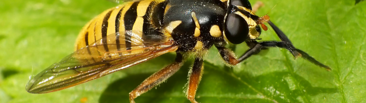 Anatis Bioprotection — ферма, де вирощують кліщів і ос