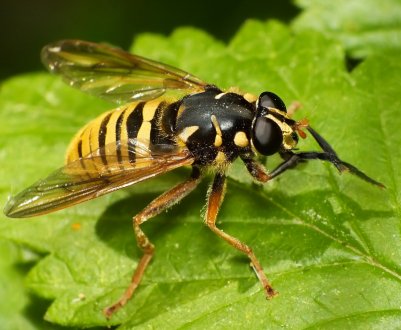 Anatis Bioprotection — ферма, де вирощують кліщів і ос