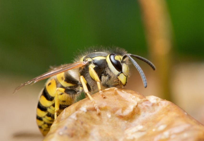 Anatis Bioprotection — ферма, де вирощують кліщів і ос Anatis Bioprotection — ферма, де вирощують кліщів і ос