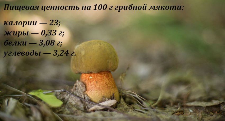 Харчова цінність дубовика Харчова цінність дубовика